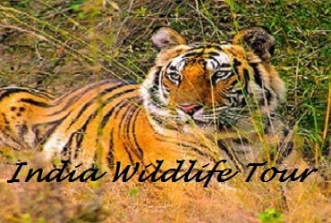 Wildlife India Tours