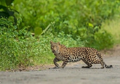 tamilnadu wildlife Tour